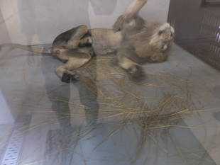 寒くなってきました