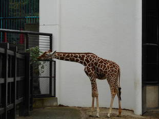 「モミジ」、外に出る！