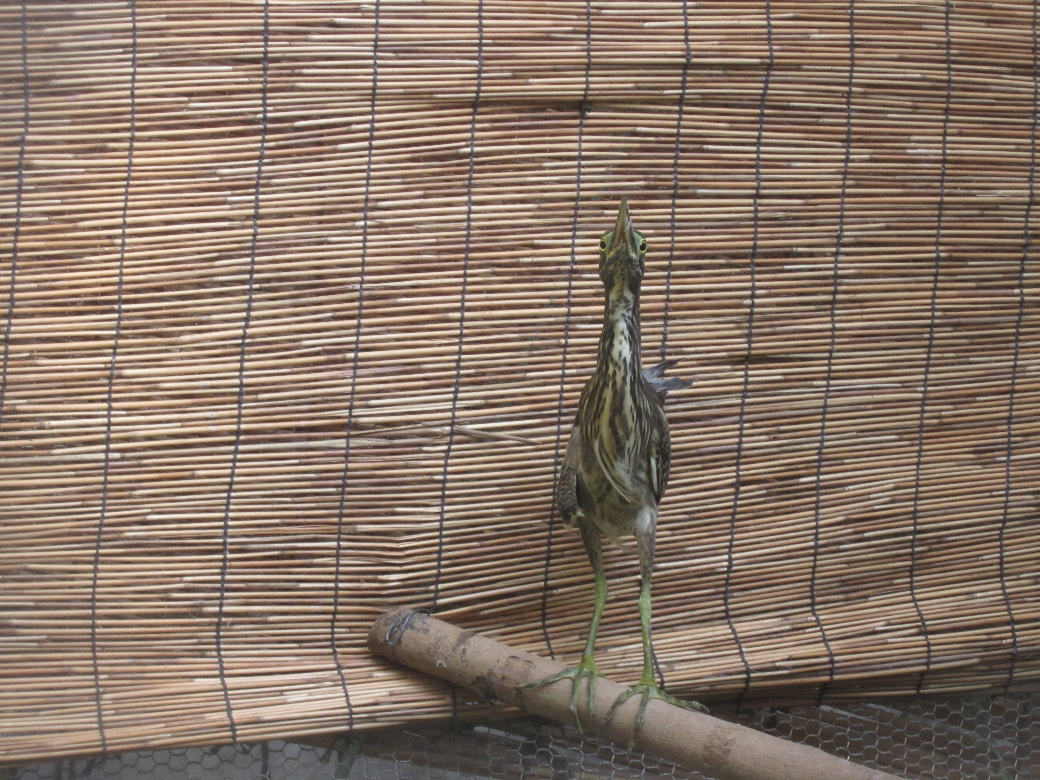 この鳥、何の鳥?の写真
