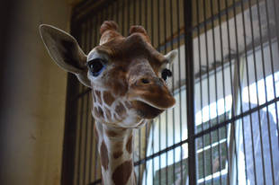 「モミジ」、頑張っています！