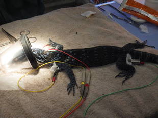 アオホソオオトカゲの治療