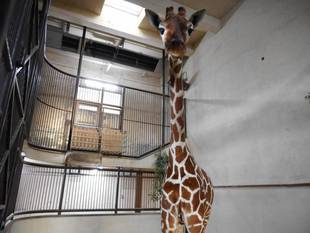 「ようこそ、「モミジ」！」