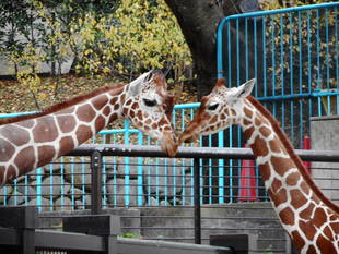 「そら」と「モミジ」、一緒に頑張っています！