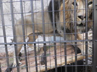 小さな一歩　大きな一歩