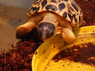 ホウシャガメの子ガメ誕生