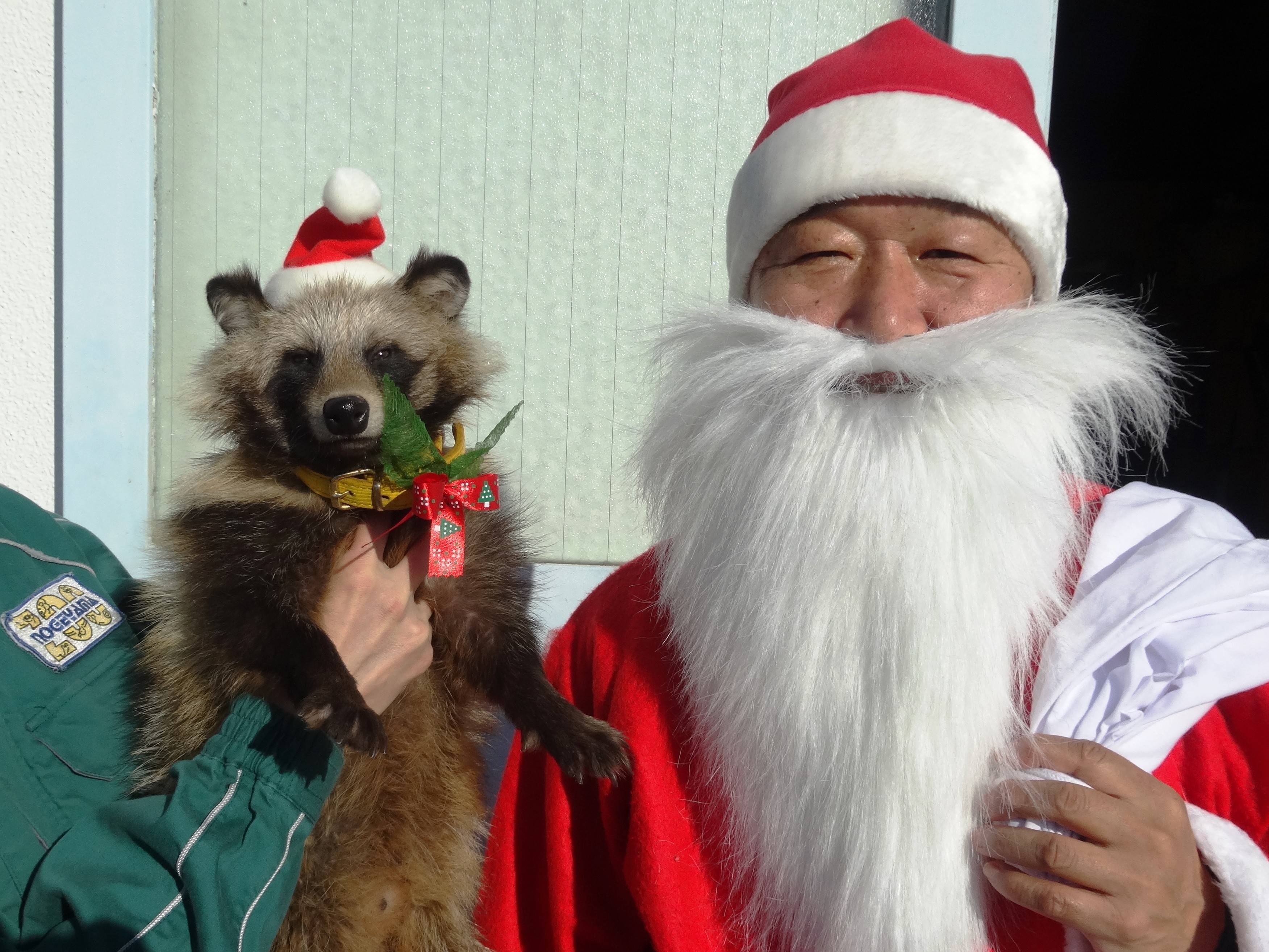 ハマーくんのクリスマスの写真