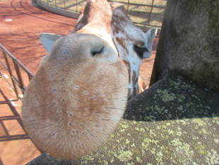 「そら」の成長記録