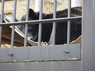 コマチさんのベット作り