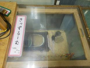 子ラットその後