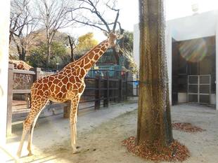 モミジ、大きな展示場にチャレンジ!