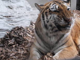 たくさんの献花・お手紙ありがとうございました