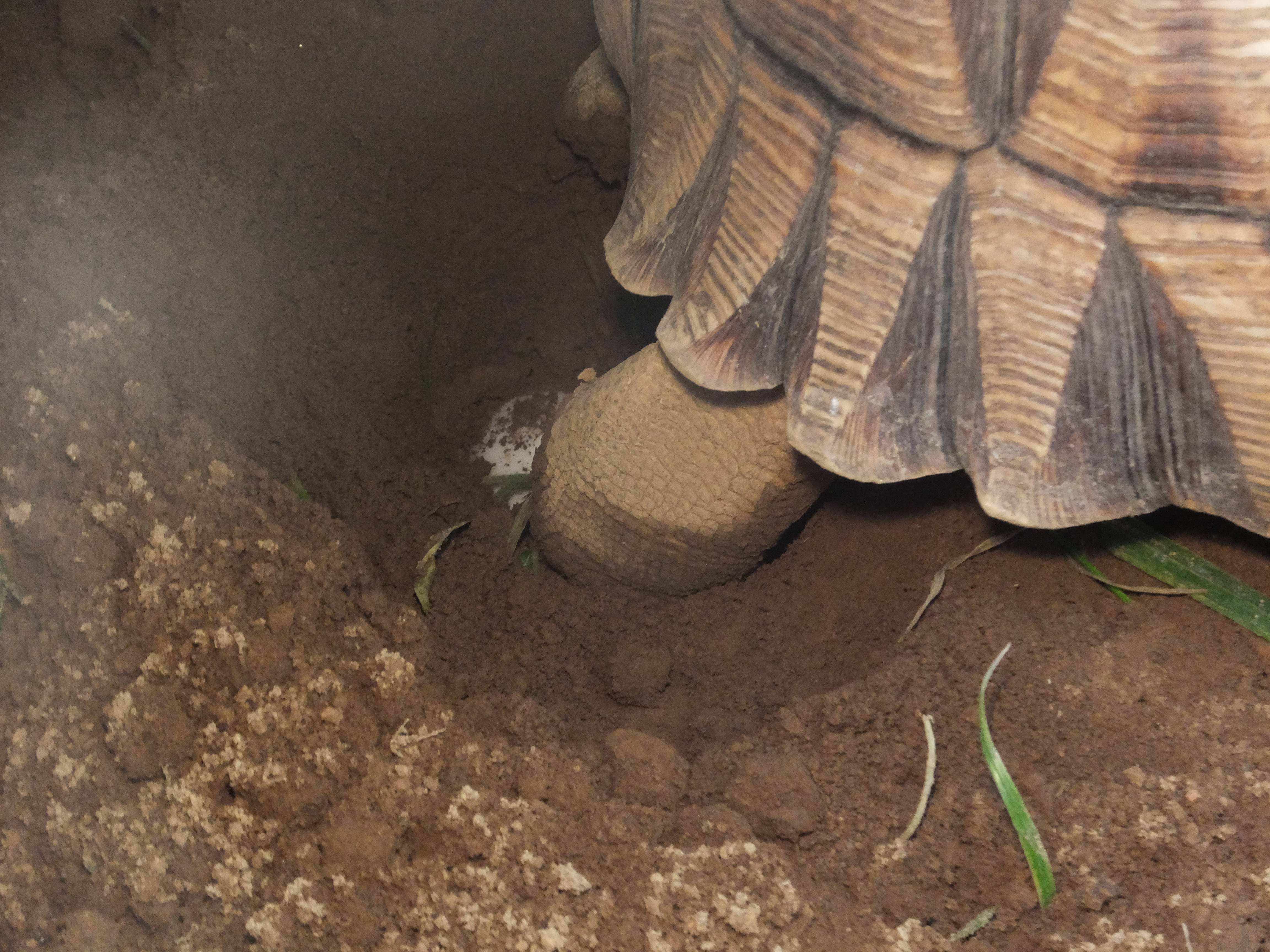 マダガスカルトータスズ、卵をたくさん温めていますの写真