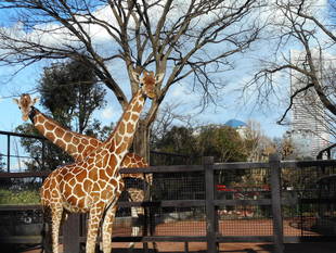 「そら」と「モミジ」の同居の練習を始めました