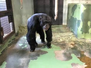 チンパンジーたちの朝