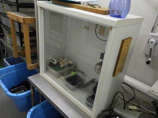 インドホシガメが産卵しました