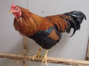 砂浴びさせたい！