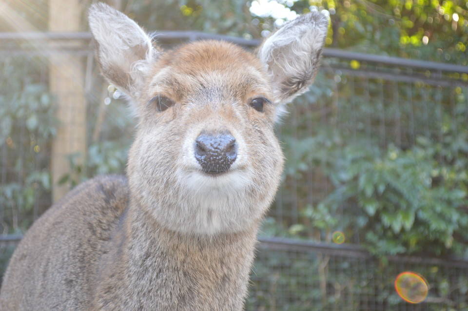 おばあちゃんたちの日頃のケアの写真