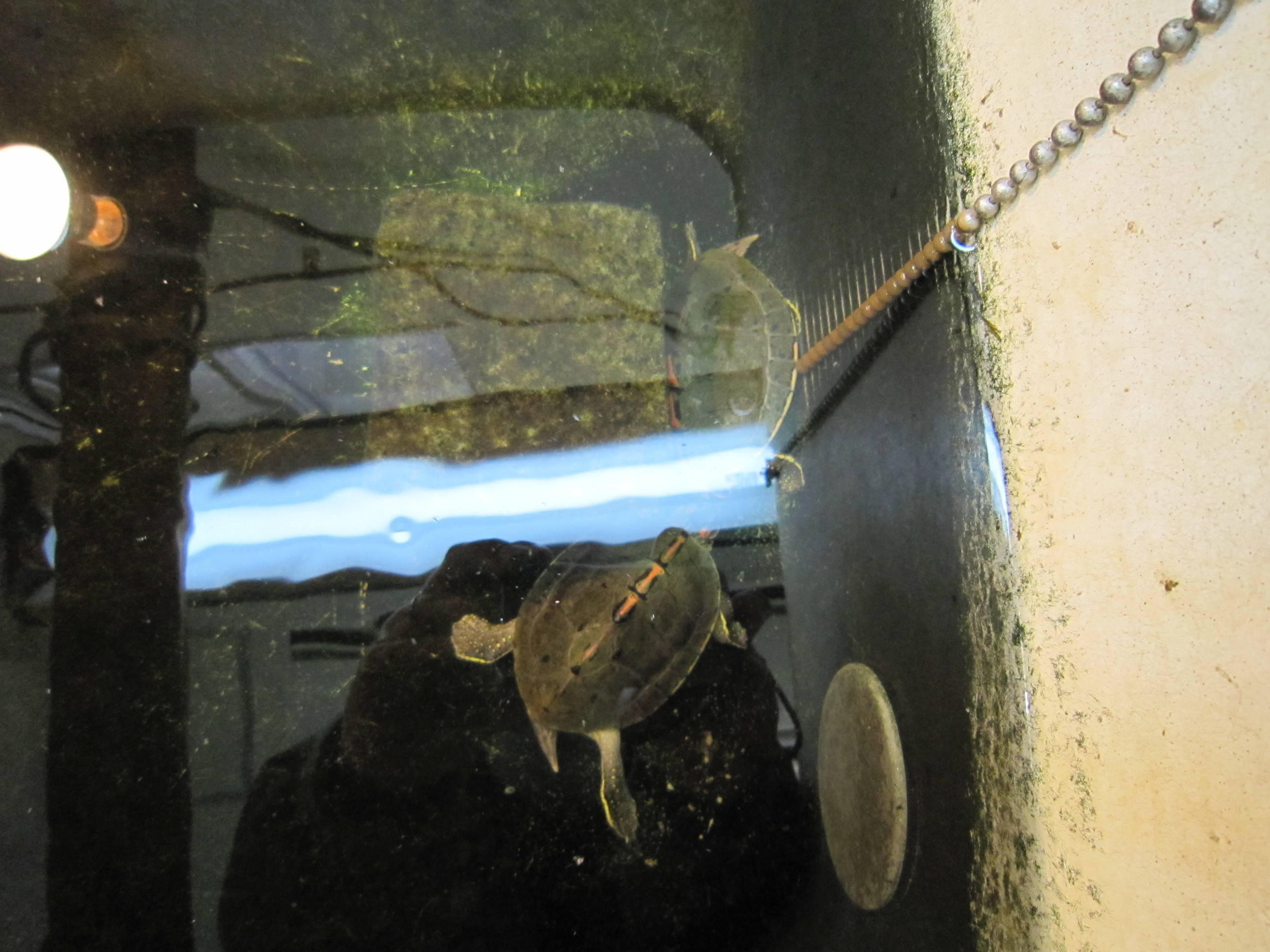 インドセタカガメの治療の写真