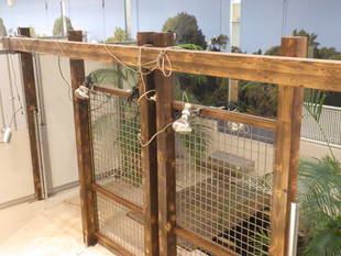 ヨウスコウワニに春が来ます