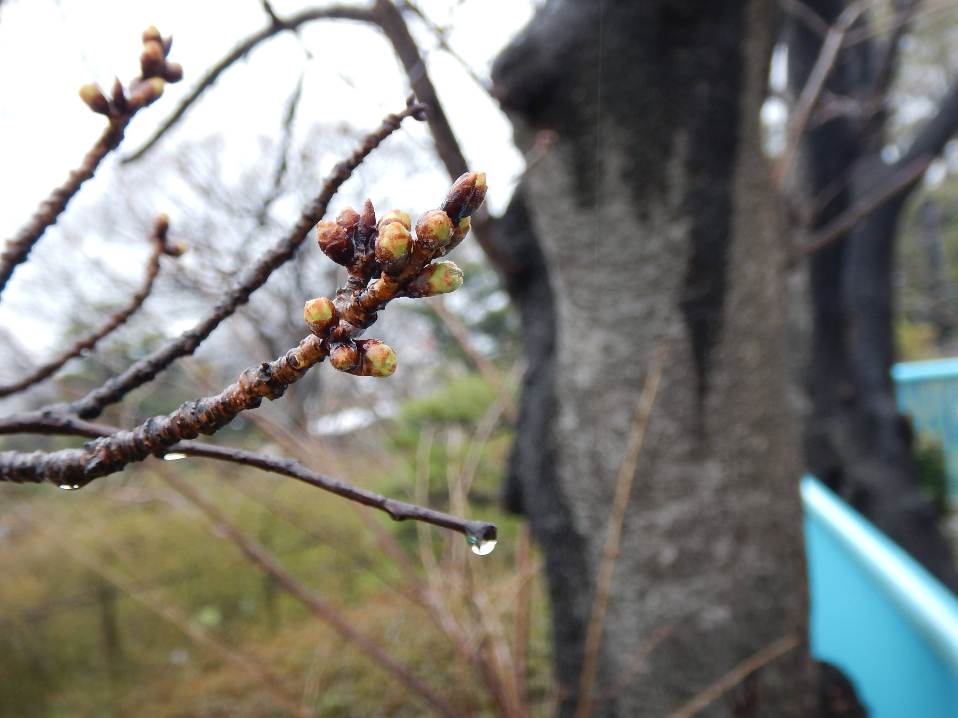 雨だけど・・・「つぼみ」!の写真