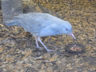 カグーの餌づくり