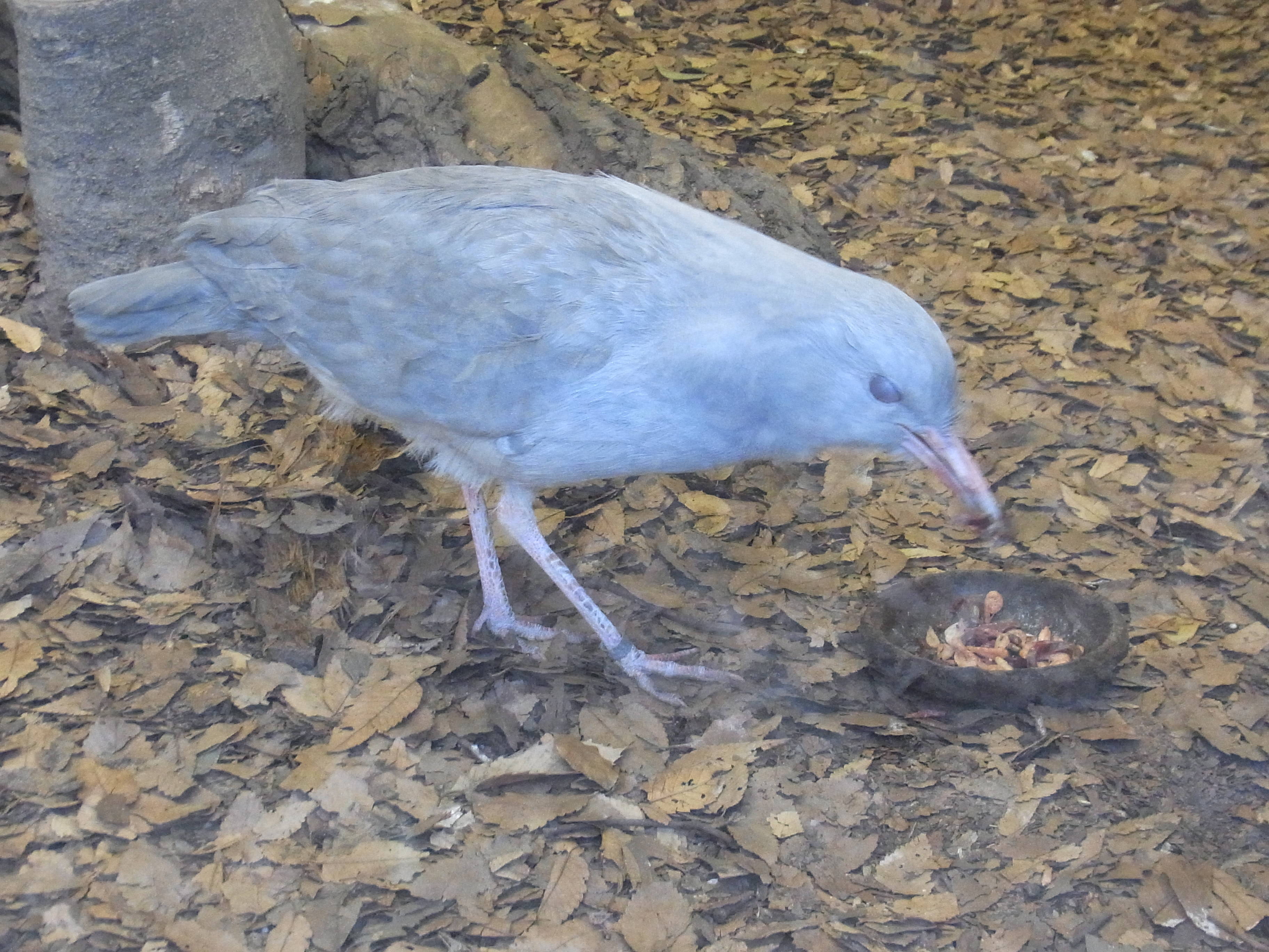 カグーの餌づくりの写真