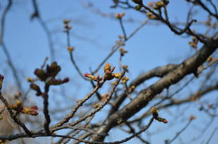 いよいよ開花目前です！！