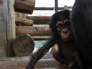 まもなく獣舎工事終了！