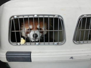 レッサーパンダ、入園しました！