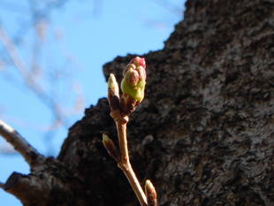 やっと「つぼみ」がピンク色に・・・！？
