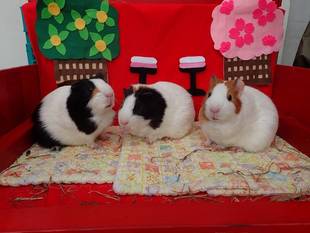 おひなさまです♪