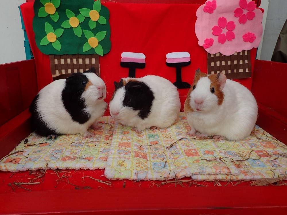 おひなさまです♪の写真