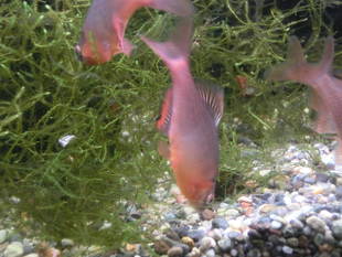 春はすぐそこに・・・タナゴ舎にやってきています