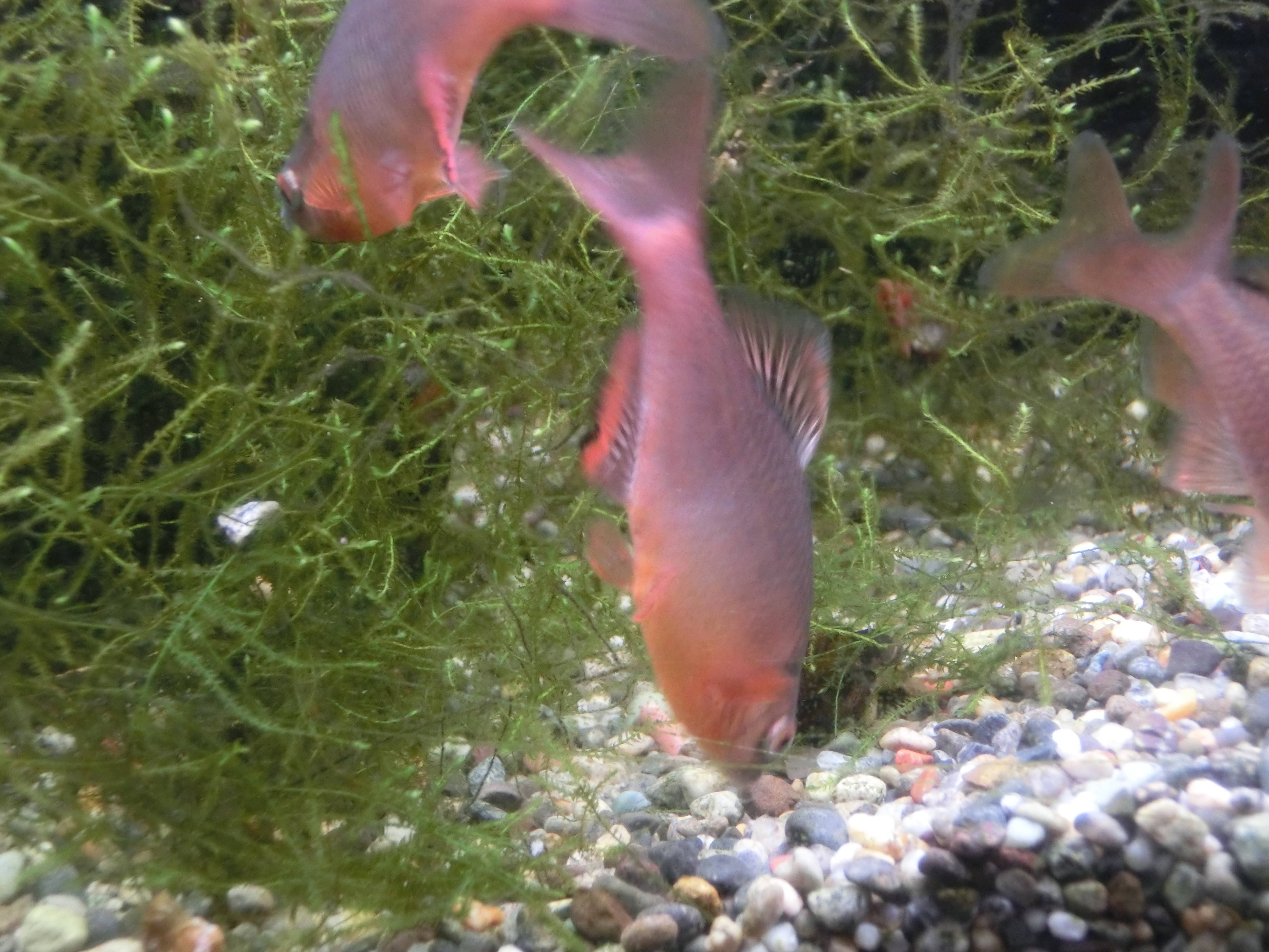 春はすぐそこに・・・タナゴ舎にやってきていますの写真