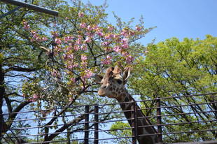 新緑の園内です。