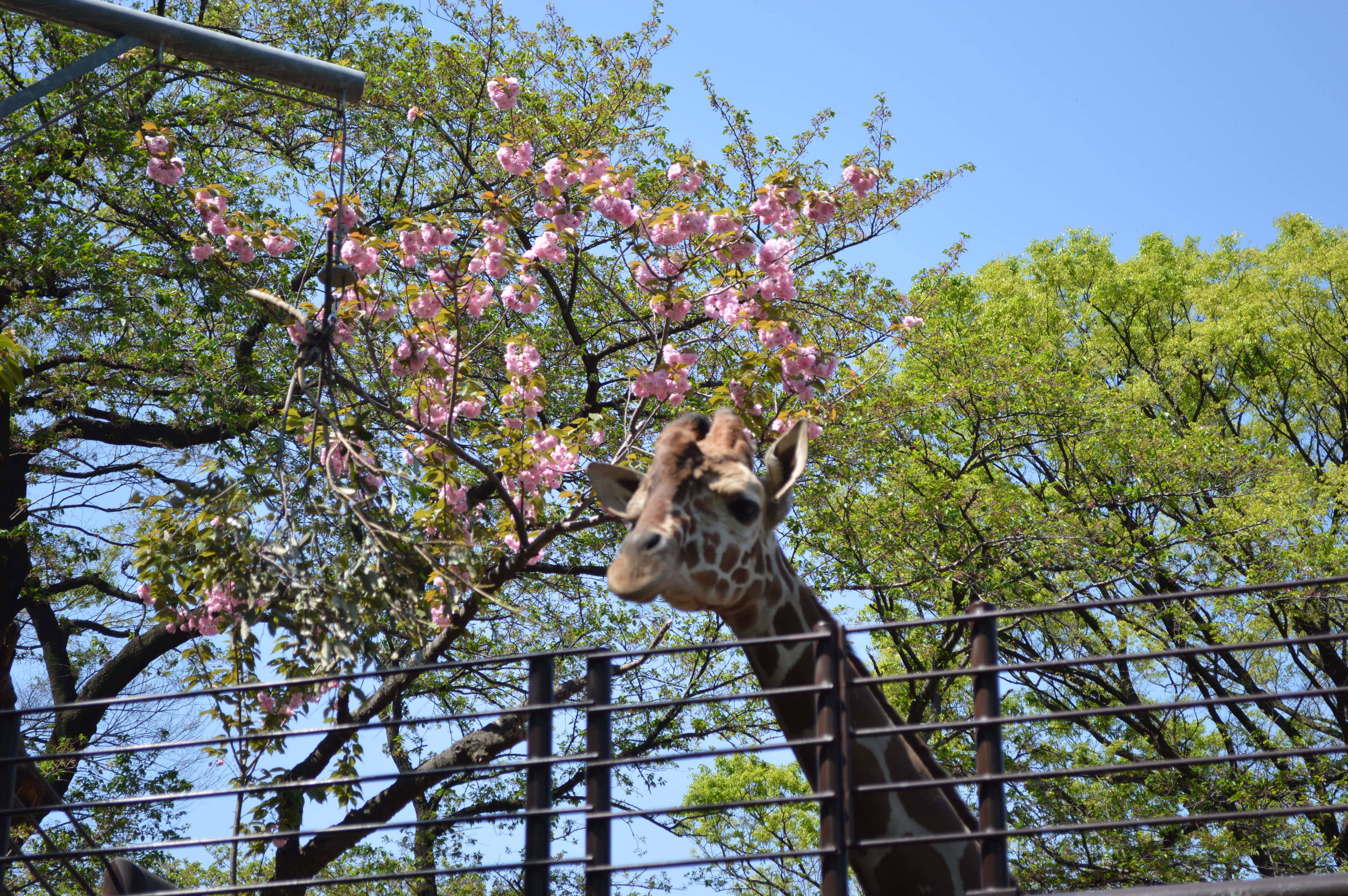 新緑の園内です。の写真