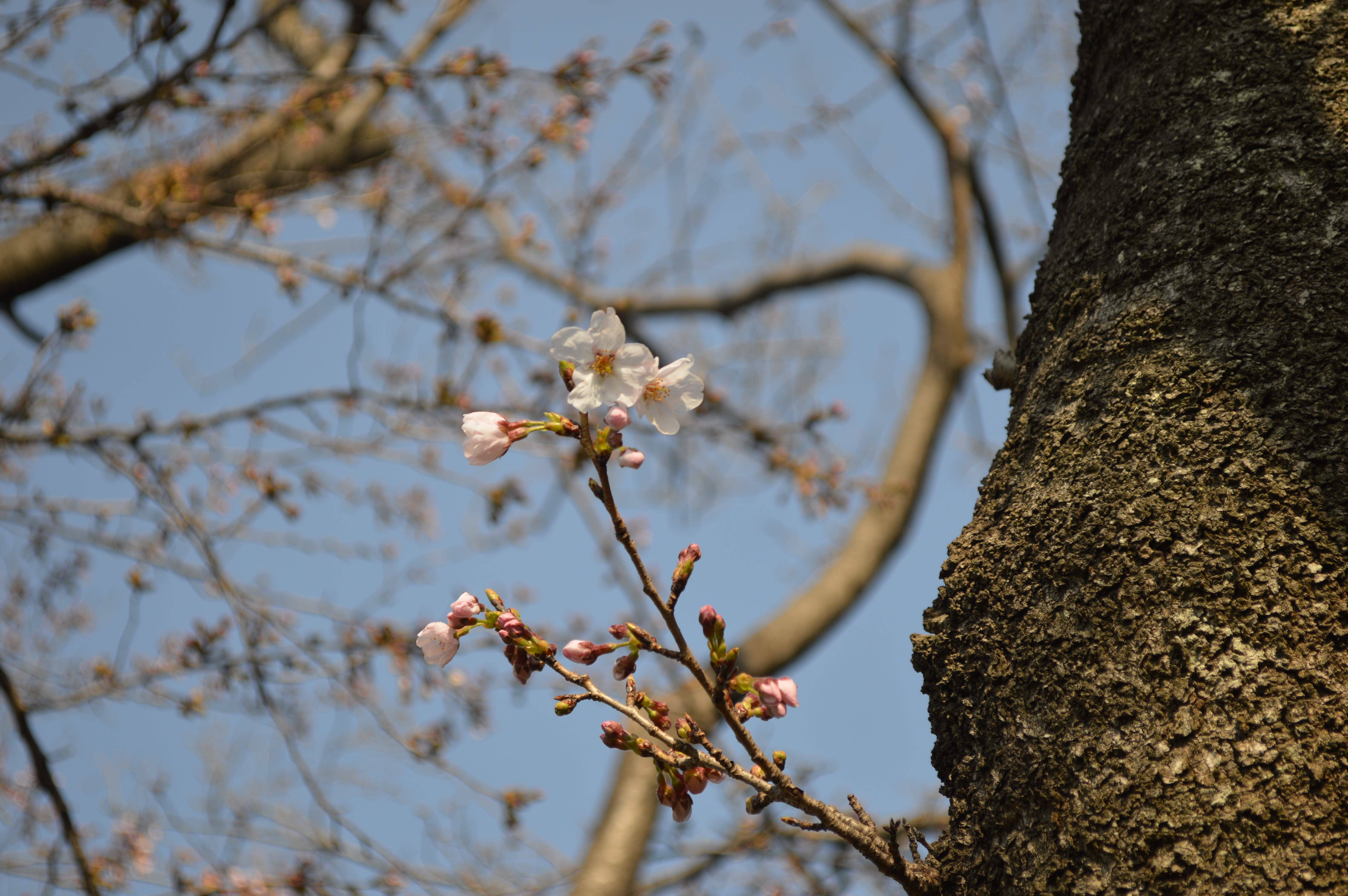 ついに開花!!の写真