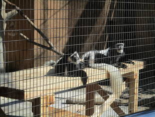 アビシニアコロブスのエサ台をリニューアルしました