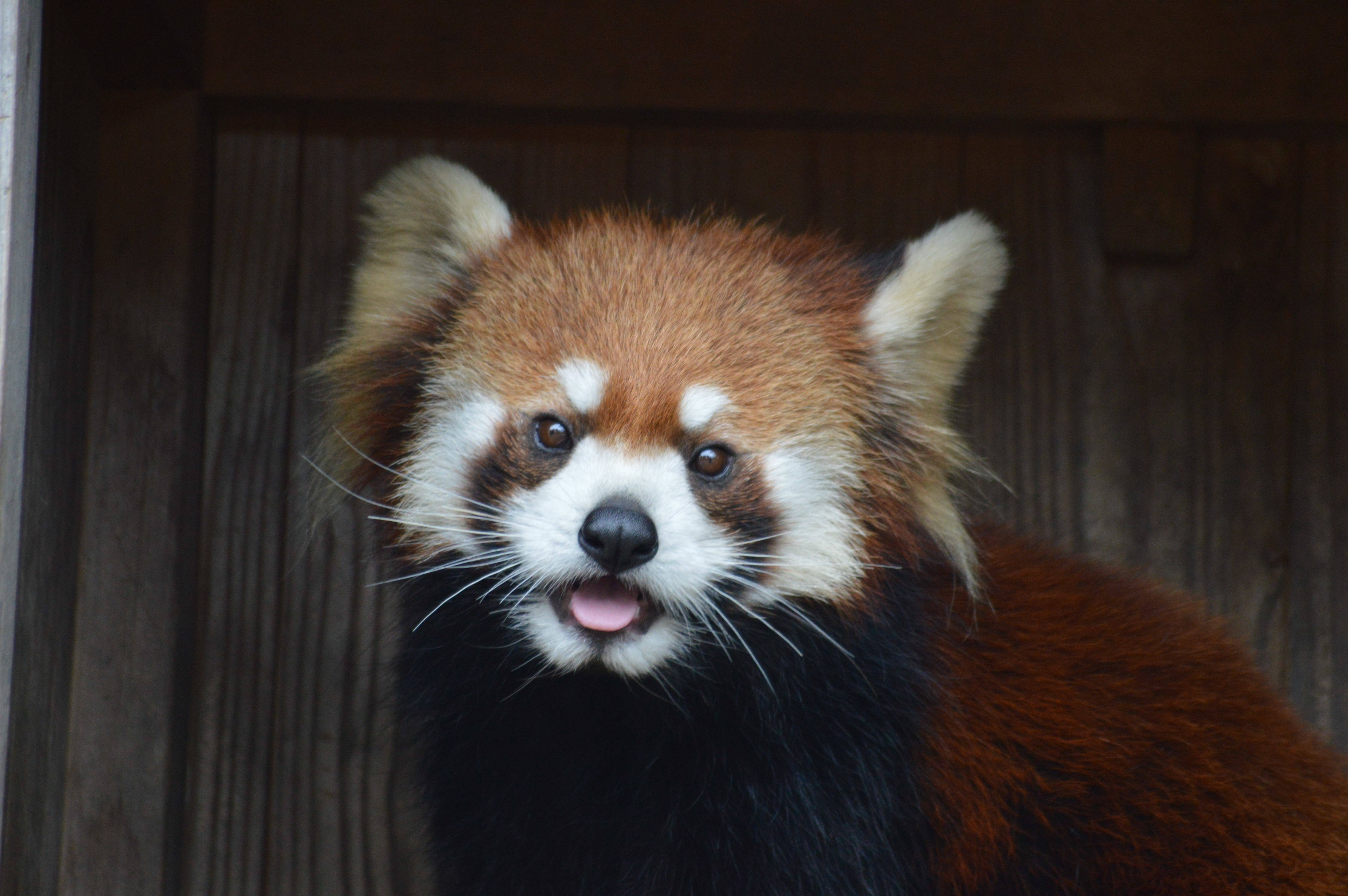レッサーパンダのニューフェースがデビュー!の写真