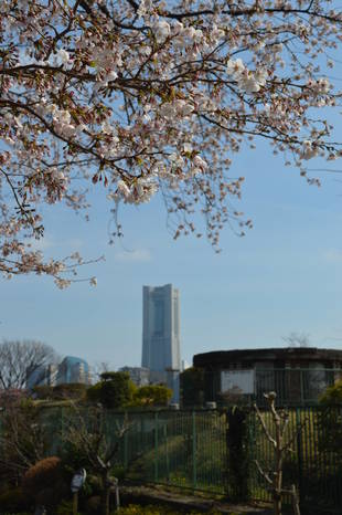 満開まではもう少し