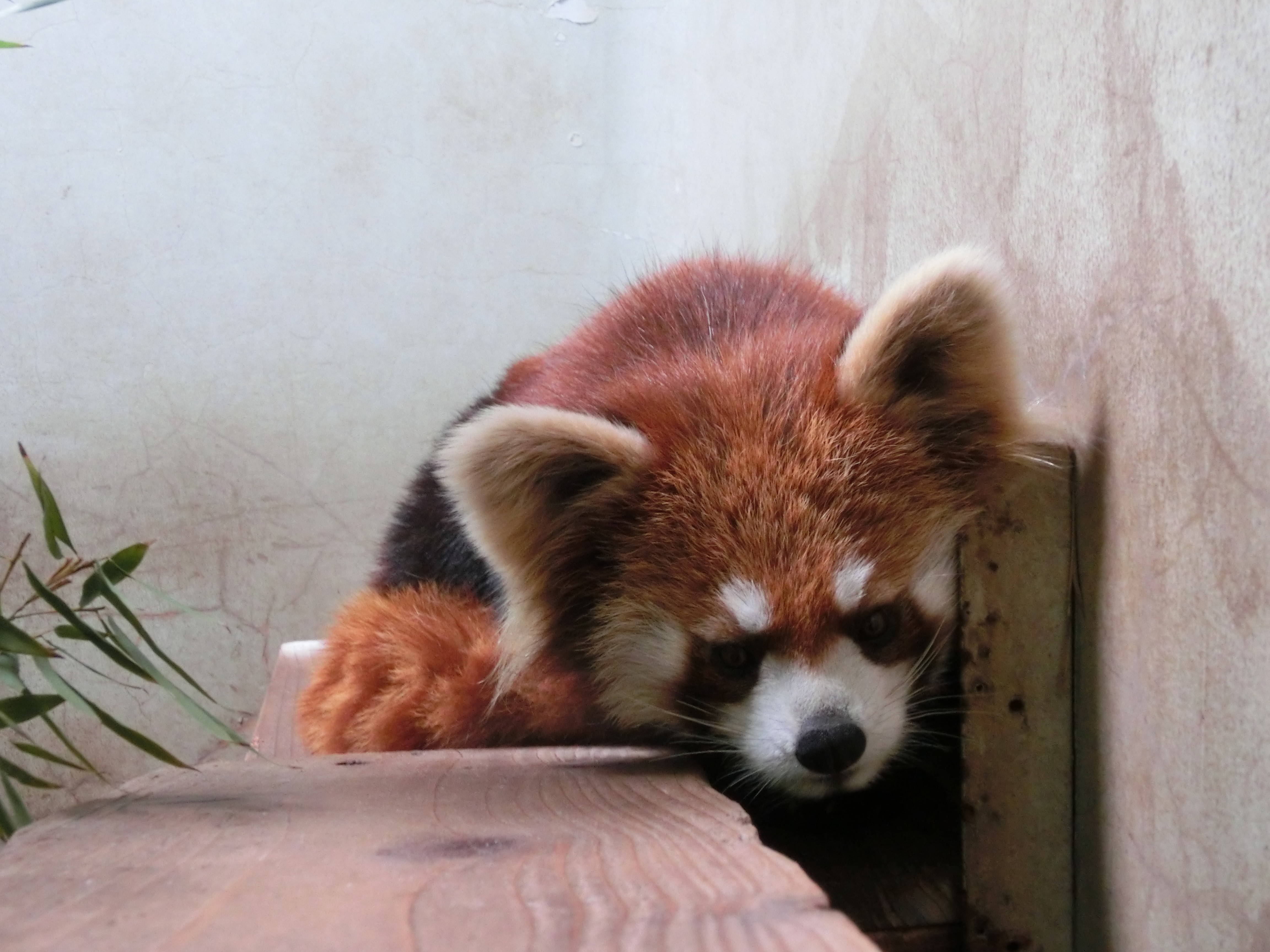 レッサーパンダ、キクの近況の写真