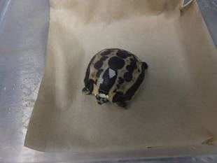 たまに見えるキバラクモノスガメの子ガメ