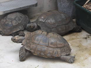 ムツアシガメの洗礼