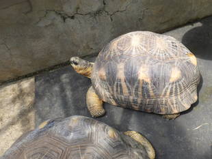 それゆけホウシャガメ