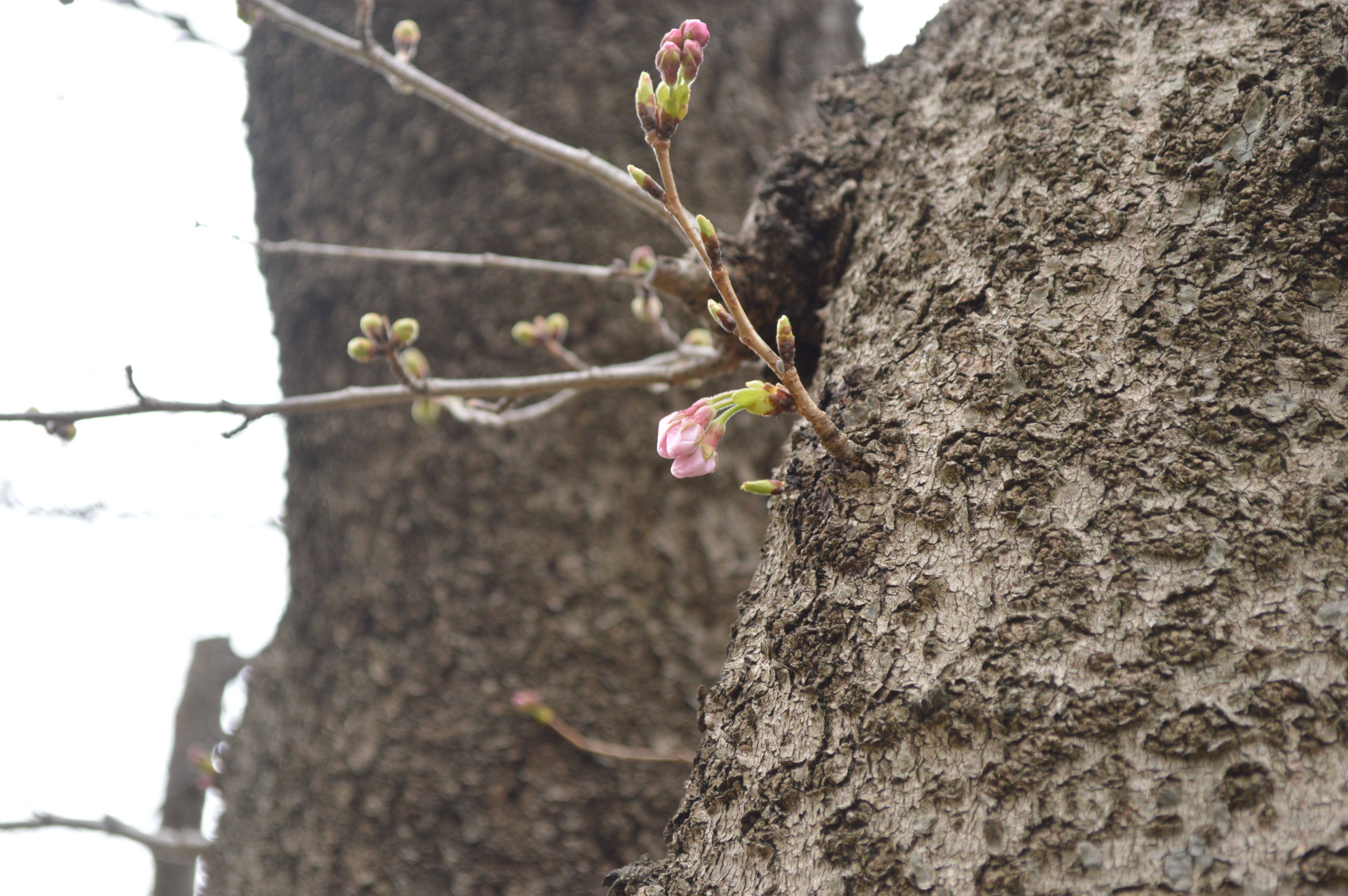 開花は・・・の写真