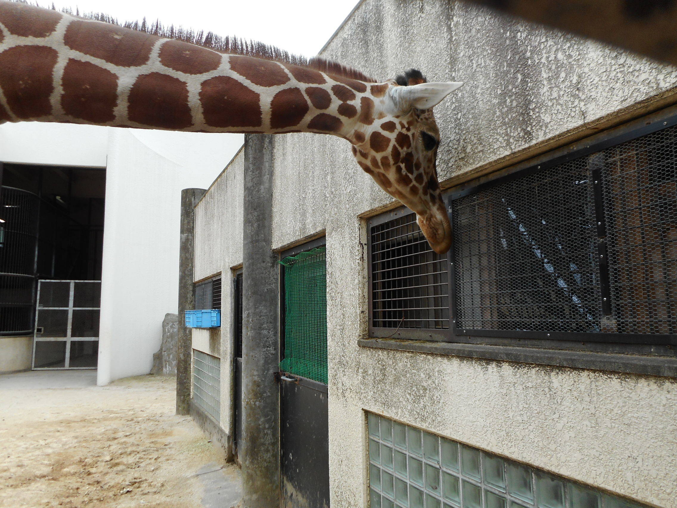 キリン舎ののぞき穴の写真