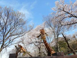 花より団子の春が来た！