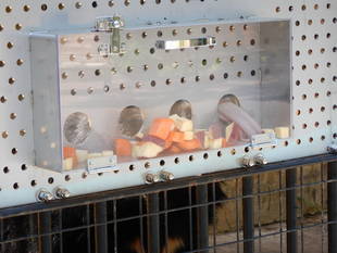 ぺろぺろキャッチャー登場！