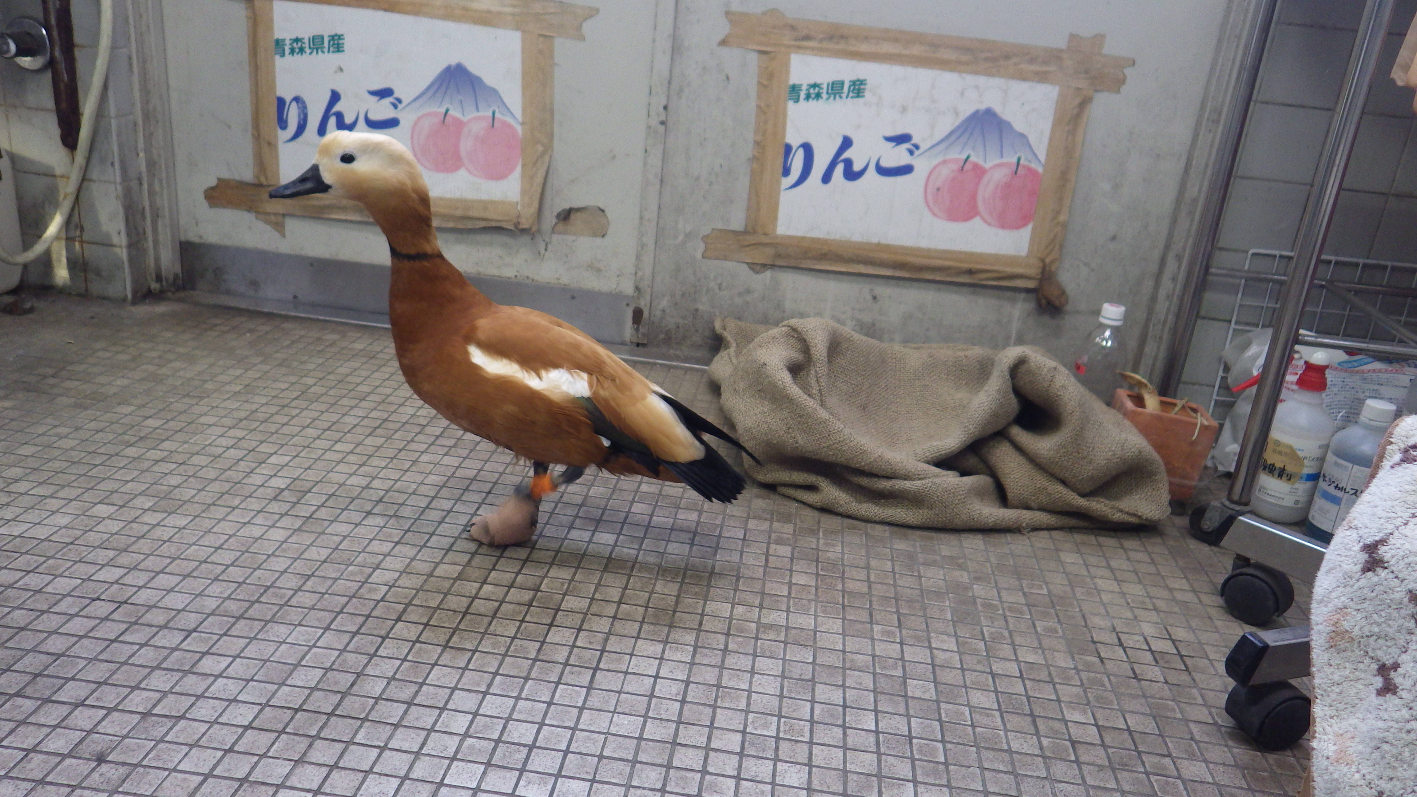 職人手作りの靴!?の写真