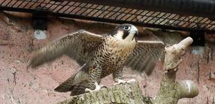 今年の干支は・・・